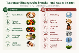Infografik: Bindegewebe braucht Protein und Glycin, Vitamin C, Pflanzenvielfalt, Bewegung und Regeneration; belastend wirken unter anderem UV-Strahlung, Zucker und chronischer Stress.