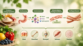 Infografik zur Kollagenbildung: Aus Protein und Kollagenpeptiden entstehen Aminosäuren wie Glycin und Prolin, aus denen der Körper mit Vitamin C Kollagen bildet.